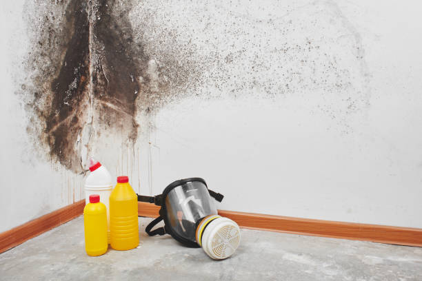 Best Residential Mold Removal  in Grand Meadow, MN