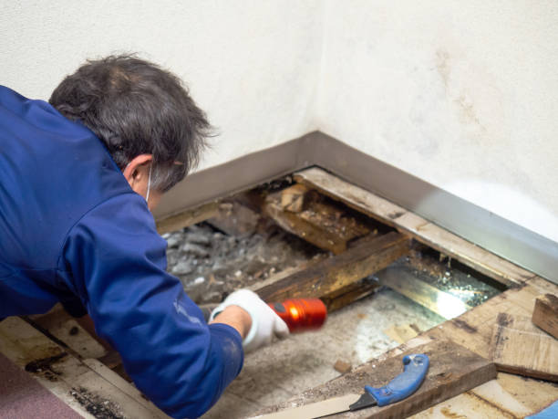 Best Professional Mold Removal  in Grand Meadow, MN
