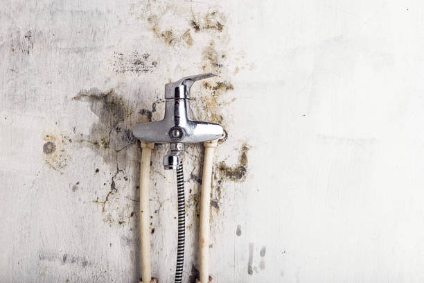Best Local Mold Removal Service  in Grand Meadow, MN