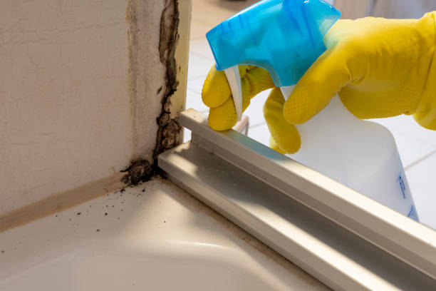 Best Home Mold Removal  in Grand Meadow, MN
