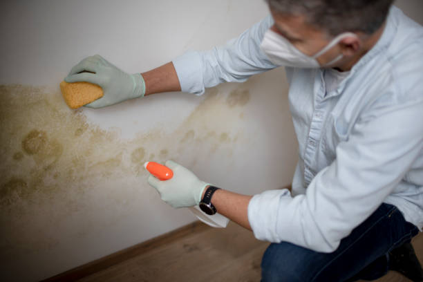 Best Mold Testing  in Grand Meadow, MN