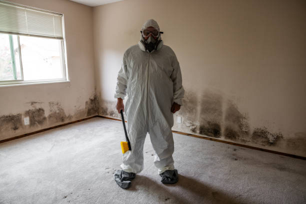 Best Toxic Mold Removal  in Grand Meadow, MN
