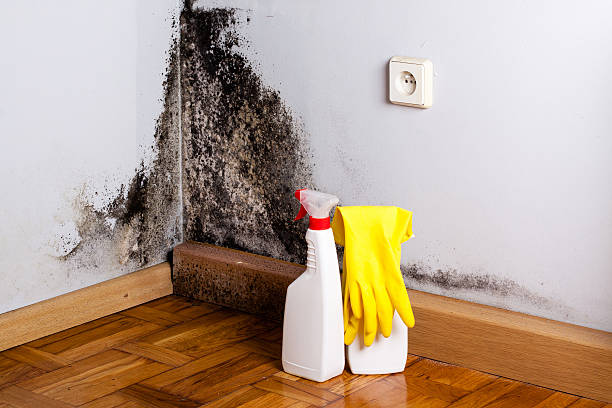 Best Crawl Space Mold Removal  in Grand Meadow, MN