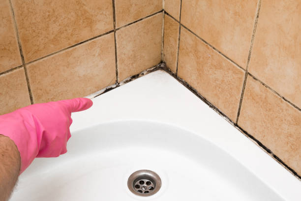 Best Mold Damage Repair  in Grand Meadow, MN